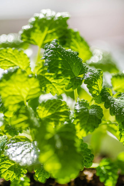 Fresh mint leaf background. Microgreen leaves. Growing organic mint. Spicy herbs for home aromatherapy, medicine and cooking. Close-up. - Fotó, kép