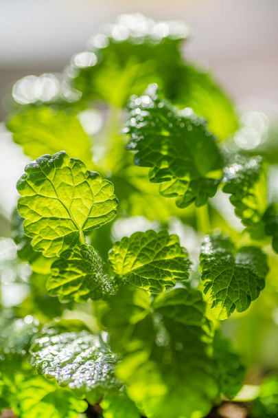 Fresh mint leaf background. Microgreen leaves. Growing organic mint. Spicy herbs for home aromatherapy, medicine and cooking. Close-up. - Foto, afbeelding