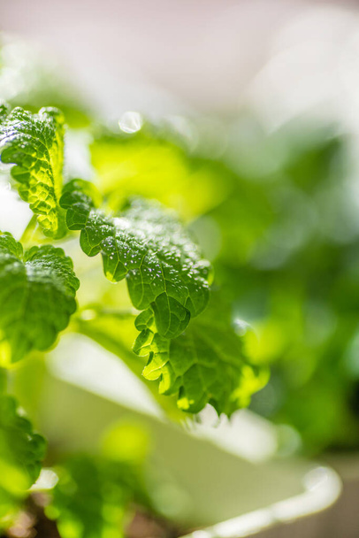 Fresh mint leaf background. Microgreen leaves. Growing organic mint. Spicy herbs for home aromatherapy, medicine and cooking. Close-up. - Valokuva, kuva