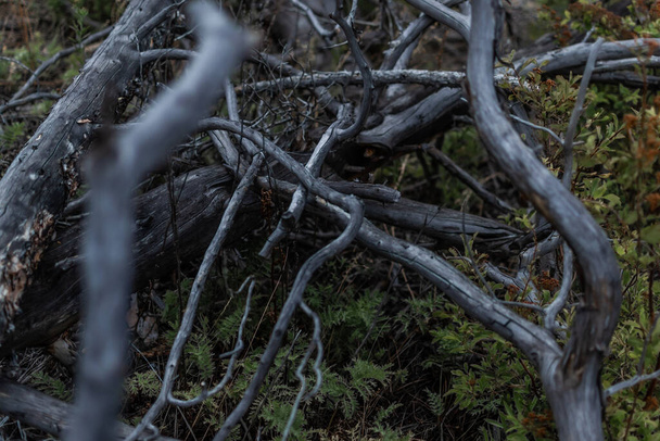 Сухие ветви серого дерева после пожара, срубленные, лежат в зеленой траве. Байкальская природа. - Фото, изображение