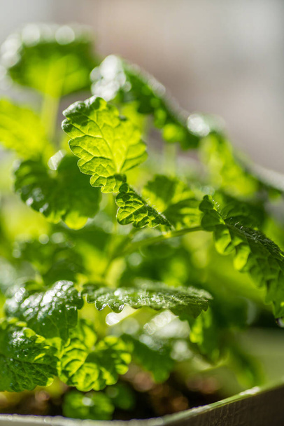 Fresh mint leaf background. Microgreen leaves. Growing organic mint. Spicy herbs for home aromatherapy, medicine and cooking. Close-up. - Foto, Imagen
