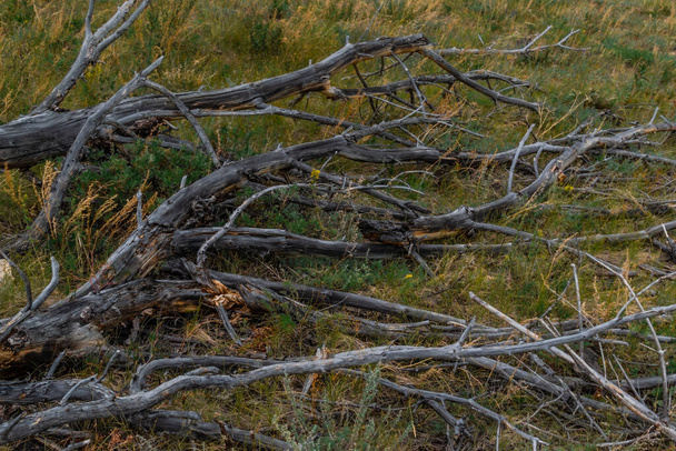 Old dead gray curves twisted tree with branches felled after fire, lies on dry yellow grass. Tragedy - Photo, Image