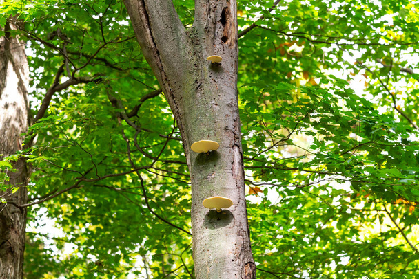 Pilz - Pilz auf abgestorbenem oder absterbendem Baumstamm im Herbstwald - Foto, Bild