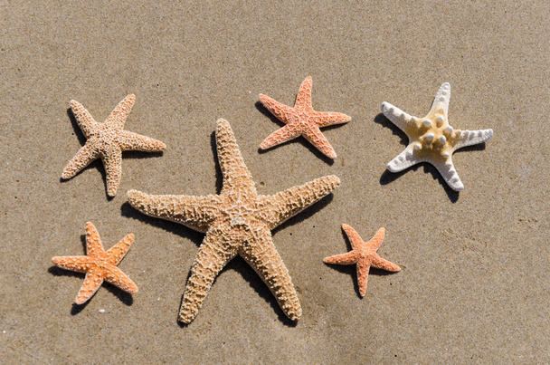 Étoiles de mer sur le sable
 - Photo, image