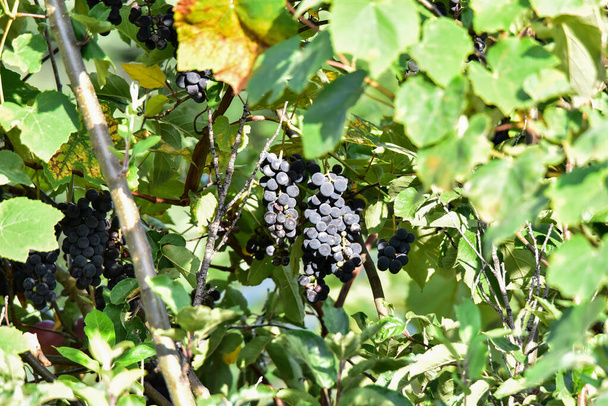 grapes Izabella or Capsunica-Novaci RomaniaOn her real name "Isabella", Capsunica grapes emigrated from the United States about 200 years ago with a whole series of vine hybrids with really conquering names: "Noah", "Othello", "Lydia" "," Jacquez ".. - Φωτογραφία, εικόνα