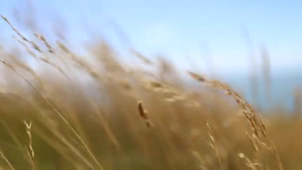 Campo de trigo bailando con el viento - Imágenes, Vídeo