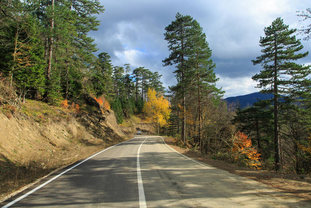 道路沿いの秋の森 - 写真・画像