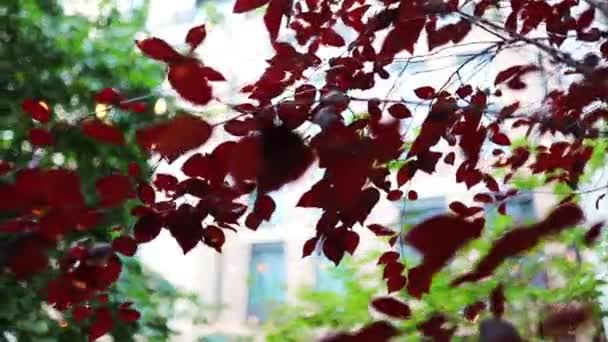 Rote Blätter mit verschwommenem Gebäude und Bäumen als Hintergrund - Filmmaterial, Video