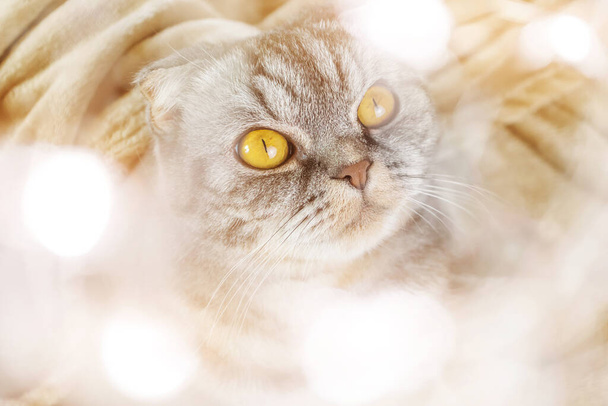 Um gato cinza escocês com olhos amarelos se senta em um cobertor com um presente de Natal em suas patas. Quadro de luzes embaçadas. Conceito para o ano novo, Natal, férias aconchegantes em casa, férias com animais de estimação. - Foto, Imagem