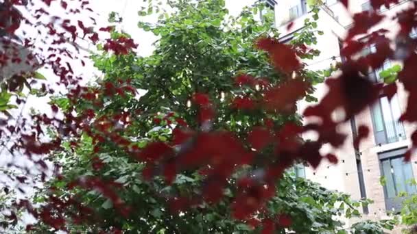 Verschwommene rote Blätter mit einem Baum im Hintergrund - Filmmaterial, Video