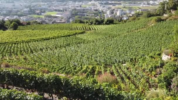 Sion Castle and Terraced vineyards - Footage, Video