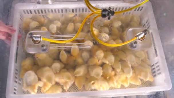Vaccinazione di polli giovani. I polli in contenitori di plastica vengono spruzzati con una soluzione di vaccino in una scatola speciale. Pollo e vaccinazione dei giovani polli. - Filmati, video