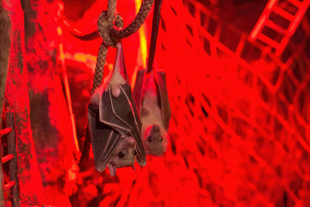 Bats hang upside down on ropes. - Photo, Image