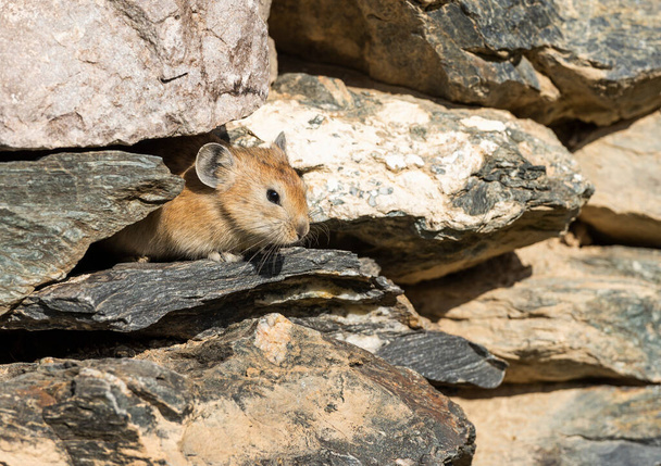 Small rodent, pika, in a stone wall in the steppe of Mongolia. - Photo, Image