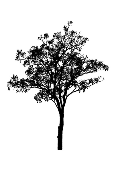 силуетне дерево ізольовано на білому
 - Фото, зображення