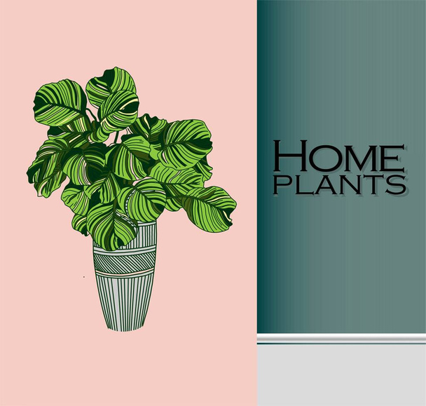 Modern trendy plants in the interior. The concept of gardening and plant cultivation. - Vector, Image