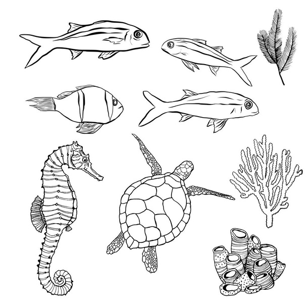Çizgili sanat hayvanlarıyla su altı minimalist seti. El boyaması balık, kaplumbağa, deniz atı ve beyaz arka planda izole edilmiş mercan çizimleri. Tasarım, baskı ve arkaplan için Sucul illüstrasyonu. - Vektör, Görsel