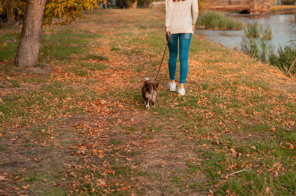 Perro galés Corgi con dueño paseando al aire libre en un día soleado. Entrenar al perro en el parque. el amor y el cuidado de la mascota. - Foto, imagen