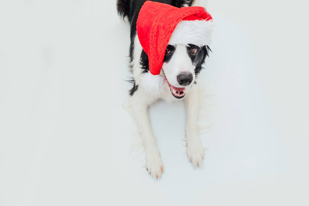 Beyaz arka planda izole edilmiş kırmızı Noel Baba şapkası giyen sevimli gülümseyen yavru köpek sınır köpeğinin komik stüdyo portresi. Tatil için hazırlık. Mutlu Noeller 2021 konsepti - Fotoğraf, Görsel