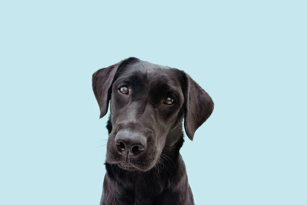 Portrait black labrador dog tilting head side. Isolated on blue background. - Фото, зображення