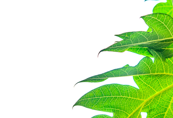 odizolowane liście zielone - Zdjęcie, obraz