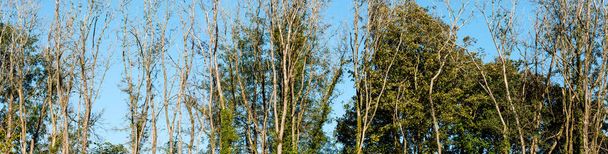Panoram de visão suave retroiluminada como o sol da tarde brilha através de ramos e troncos - Foto, Imagem