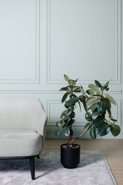 Vertikales Foto moderner Innenarchitektur in zeitgenössischer Wohnung mit bequemer und weicher Couch in der Nähe von grünem Ficus im Blumentopf im gemütlichen Wohnzimmer gegen die Wand des Kopierraums - Foto, Bild