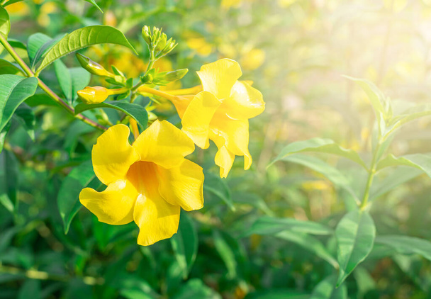 Καισαλπίνια λουλούδι σε θολή πράσινο φόντο φύλλων, Καισαλπίνια είναι ένα γένος ανθοφόρων φυτών στην οικογένεια των ψυχανθών - Φωτογραφία, εικόνα