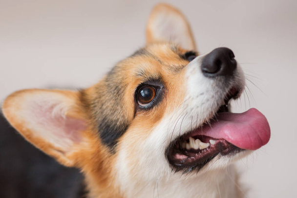 Corgi pbroke dog closeup portalオンライトグレーの背景 - 写真・画像
