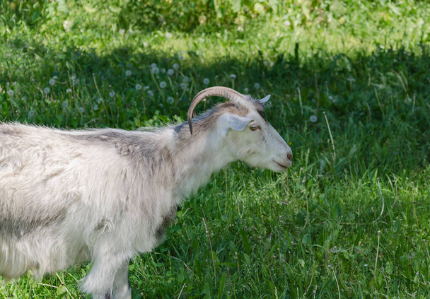 animal de estimação de cabra branco no pasto, dia quente de perto - Foto, Imagem