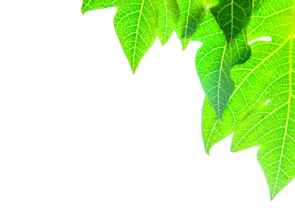зеленим листям, ізольовані
 - Фото, зображення