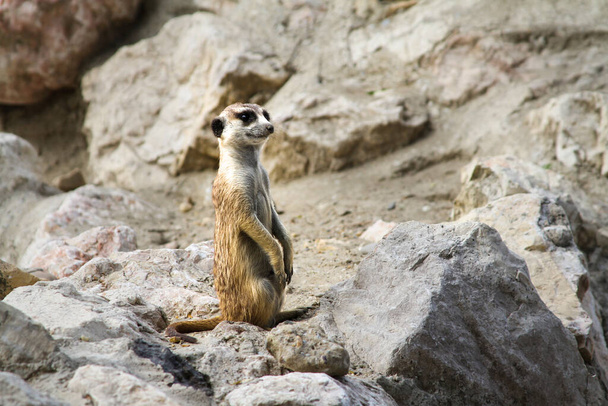 Um meerkat bonito de pé no centro, cercado por rochas. - Foto, Imagem