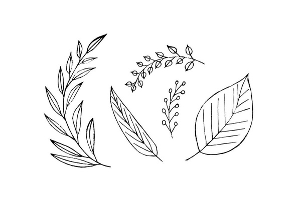 Чорно-білий малюнок набору листя
 - Фото, зображення