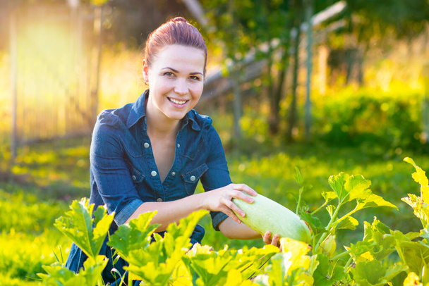 Happy, young woman harvests zucchini on a sunny day outdoors. Female farmer smiling. - Foto, immagini