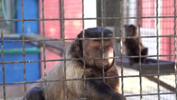 A kapucinus majom élelemért könyörög, kapaszkodik a ketrec fémrúdjaiba a mancsaival. Egy vadállatot tartani egy madárház rácsai mögött egy állatkertben. - Felvétel, videó