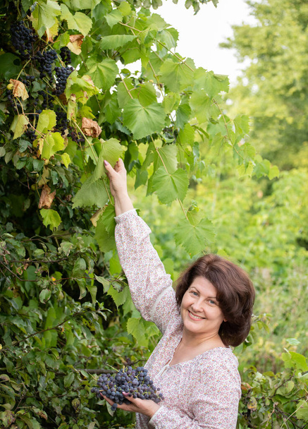 Woman picks grapes in her garden - Foto, Imagem