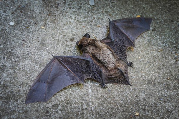 Ένα κοντινό πλάνο της μικρής νυχτερίδας. Μια πεσμένη νυχτερίδα ξαπλωμένη στο έδαφος πριν τη διάσωση. - Φωτογραφία, εικόνα