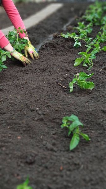 Mãos femininas em luvas planta mudas de tomate verde em solo aberto em horta, conceito de fazenda verde, foco seletivo - Foto, Imagem