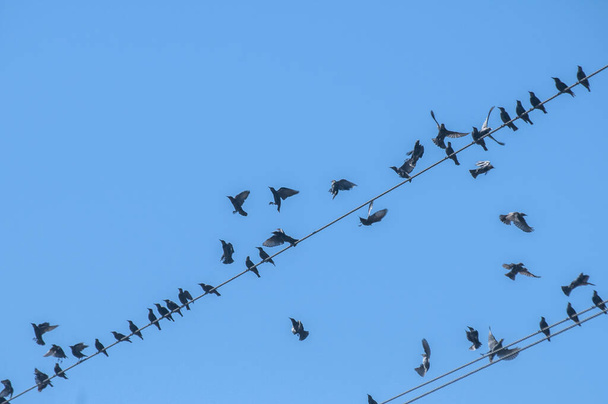 Aves posadas sobre cables eléctricos sobre fondo azul del cielo - Foto, imagen