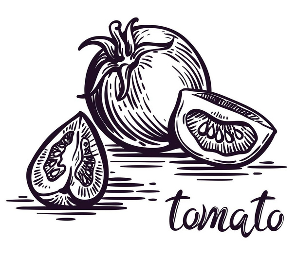 whole ripe tomato and two parts. vector sketch on white background - ベクター画像