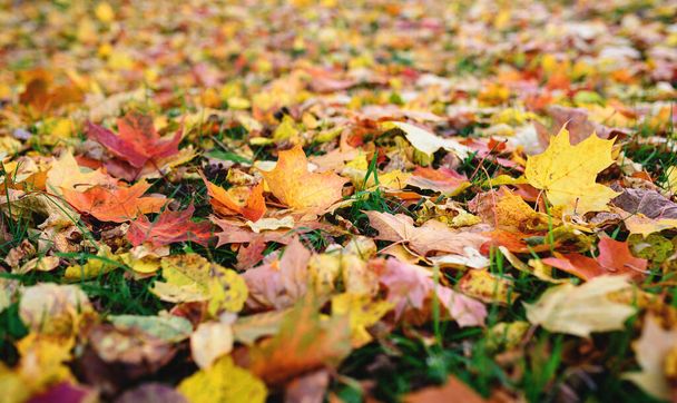 Multicolored maple leaves lie on the grass in autumn. - Foto, Bild