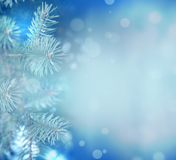 Fir Blue Pine Branch - Christmas Holidays Background. - Фото, изображение