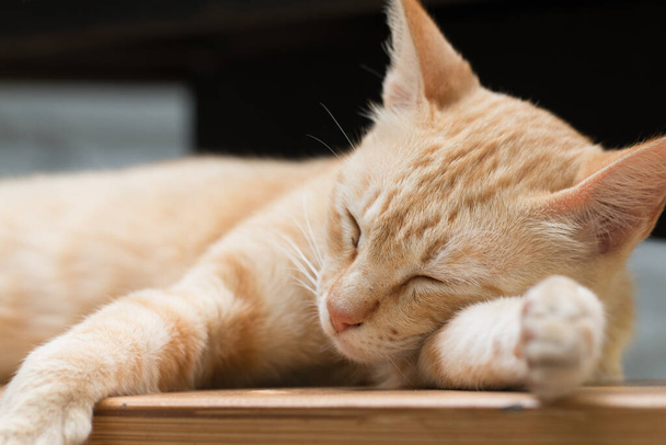 閉じるアップかわいい生姜のタビー猫として睡眠アクション. - 写真・画像
