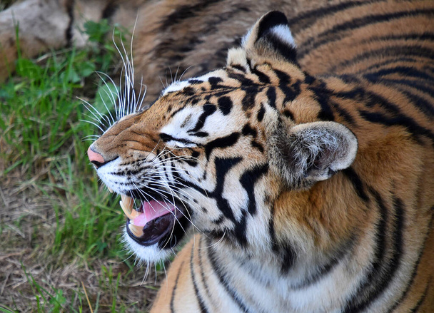 potężny tygrys w zoo - Zdjęcie, obraz