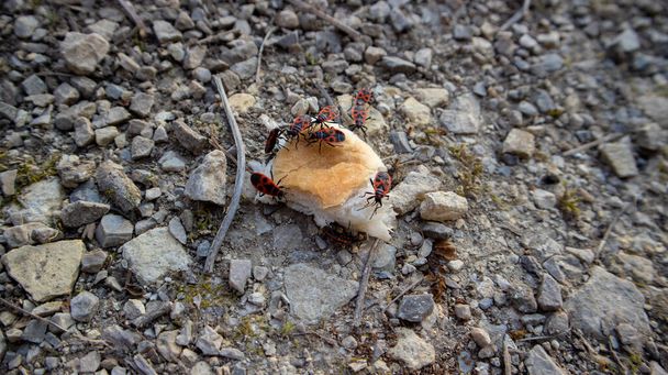 Owady (Pyrrhocoris apterus) żywiące się niewielką, wyrzuconą częścią chleba - Zdjęcie, obraz