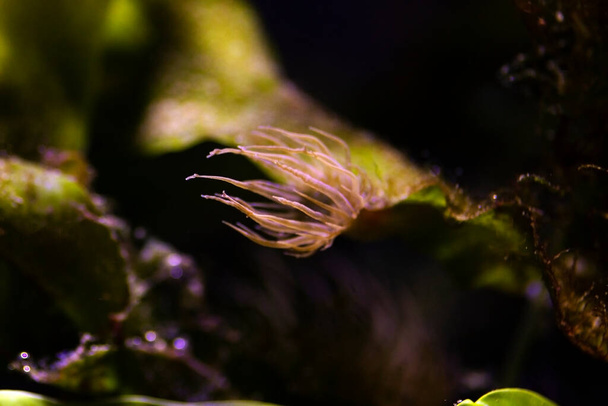 Aiptasia - mały anemon i jeden z najczęstszych szkodników w akwariach z rafą morską - Zdjęcie, obraz