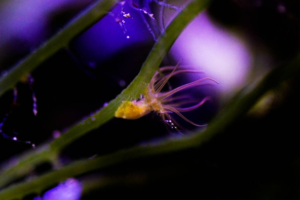 Aiptasia - kleine anemoon en een van de meest voorkomende plagen in zoutwater rif aquaria - Foto, afbeelding