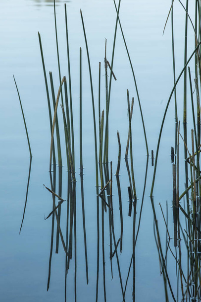 Magas fű nyugodt vízben a Liberty Lake partvonala mentén, Washington. - Fotó, kép