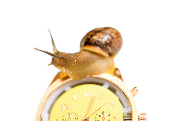 Yellow wristwatch and snail isolate on white. clock hands. concept of time, slow, waiting, Time management. copy space. - Foto, Bild