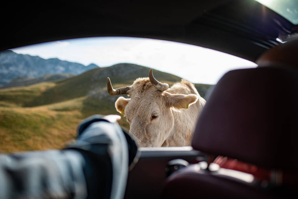 Petting white cow from the car window. Lonely white cow by the serpentine road on top of Durmitor mountain. - Photo, Image